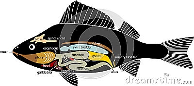 Internal anatomy of fish. Educational material with structure of perch Perca fluviatilis for biology lesson Vector Illustration